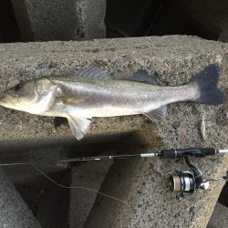 初釣り　初フィッシュ！