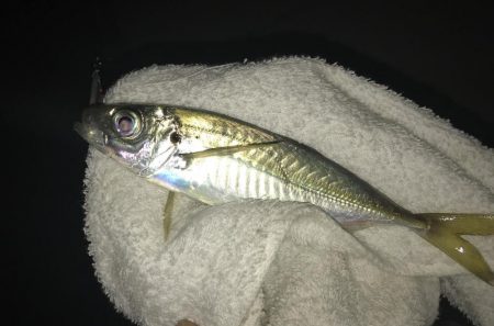 夜練アジ！