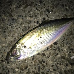 夜練アジ2nd