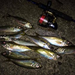 アジング・アジ　大阪の春　兵庫県(日本海側)冬　2017アジング冬の投稿まとめ！