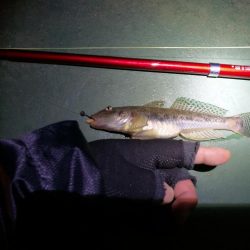 かもめ大橋＆フェリーターミナル