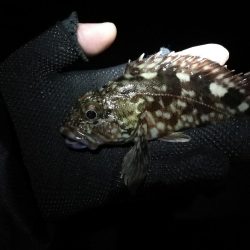 南港かもめ大橋のヘチ釣り（寒さに負けずにやってますｗ）