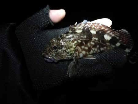 南港かもめ大橋のヘチ釣り（寒さに負けずにやってますｗ）