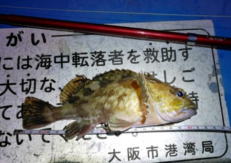 懲りずにヘチ釣りへ(フェリーターミナル)