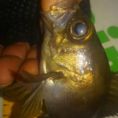 またしても爆風