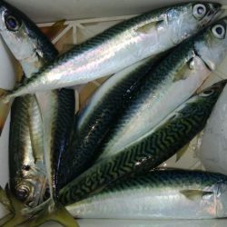 第二美丸　ブリ狙い