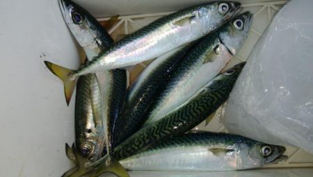 第二美丸　ブリ狙い