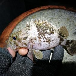 爆風のヘチ釣りin大阪フェリーターミナル(笑)
