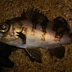 爆風メバリング