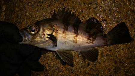 爆風メバリング