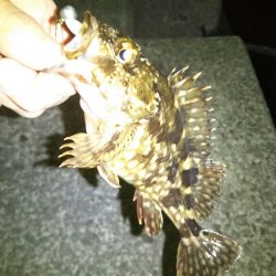 雪後初のライトゲーム