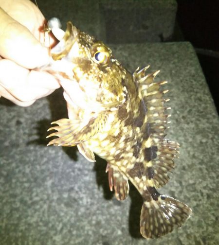 雪後初のライトゲーム