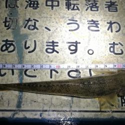 ヘチ釣りinかもめ大橋～寒さ緩んだかもめ大橋釣行