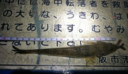 ヘチ釣りinかもめ大橋～寒さ緩んだかもめ大橋釣行