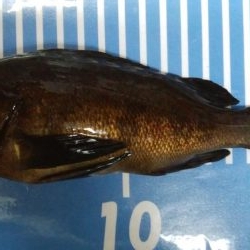 コンディションいいのに！