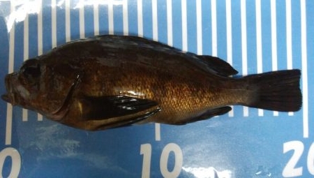 コンディションいいのに！