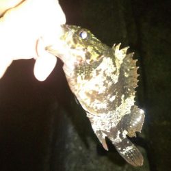 激渋メバリング