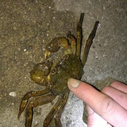 ヘチ釣りinかもめ大橋(風無し、でも極寒のカモメ釣行)