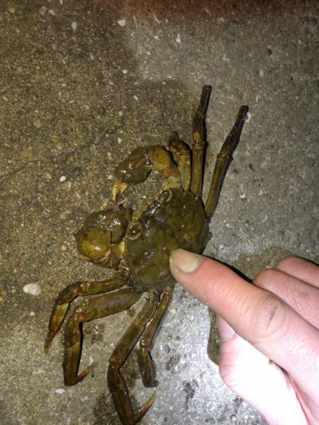 ヘチ釣りinかもめ大橋(風無し、でも極寒のカモメ釣行)