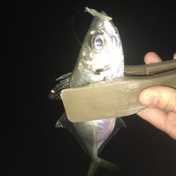 アジング 釣り納め