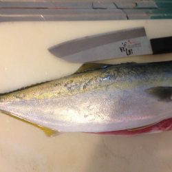 初物ハマちゃん