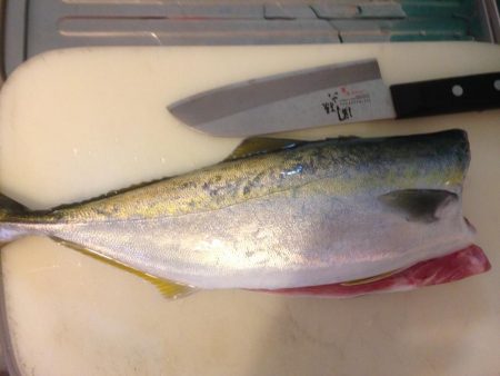 初物ハマちゃん