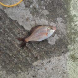 ふれーゆ裏の釣り場へ行ってきました。