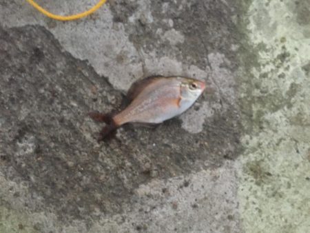 ふれーゆ裏の釣り場へ行ってきました。