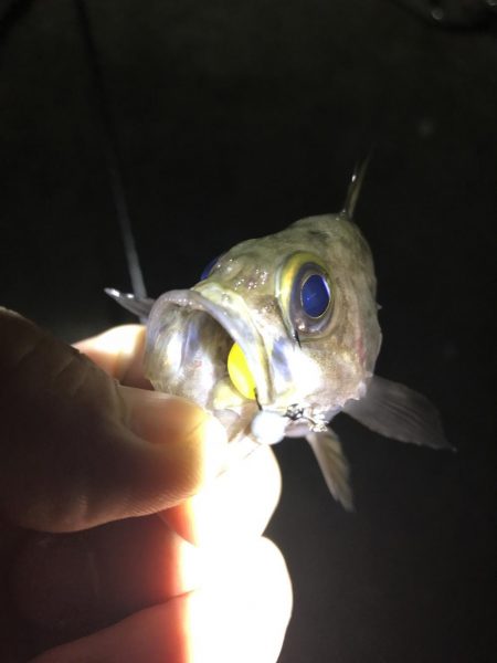 極寒メバリング