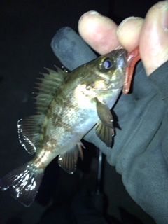 凪のメバリング釣行