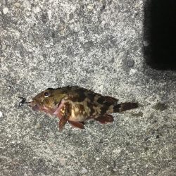 大阪から２時間。美しく豊かな港でのんびり釣行。