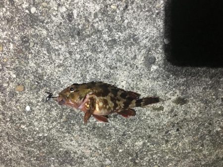 大阪から２時間。美しく豊かな港でのんびり釣行。