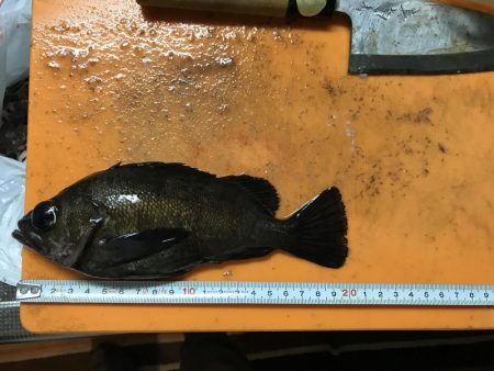 今年初のメバル爆釣♪