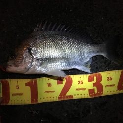 チニング絶好調！！