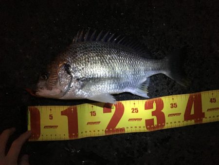 チニング絶好調！！