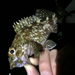 ヒイカはどこ？