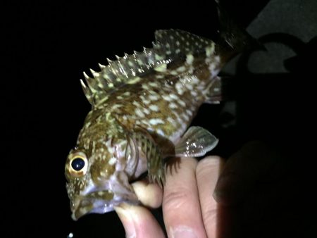 ヒイカはどこ？