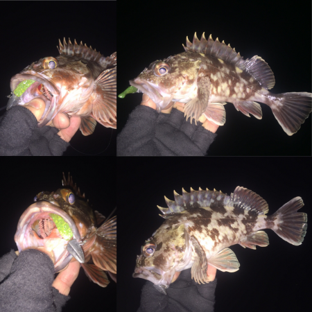 根魚ハントin湾奥