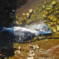 チヌが釣れ始めました・・・
