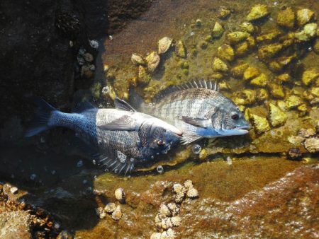 チヌが釣れ始めました・・・