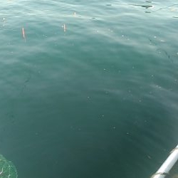 カタタの釣りで初釣り