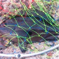 満足の釣り納め