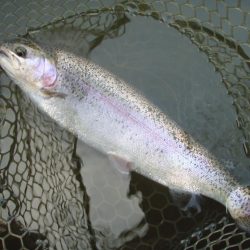 大安トラウトレイク 釣果