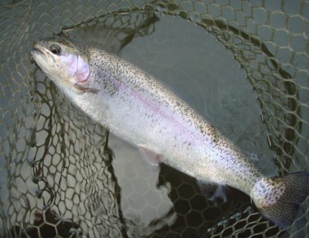 大安トラウトレイク 釣果