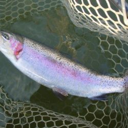 大安トラウトレイク 釣果