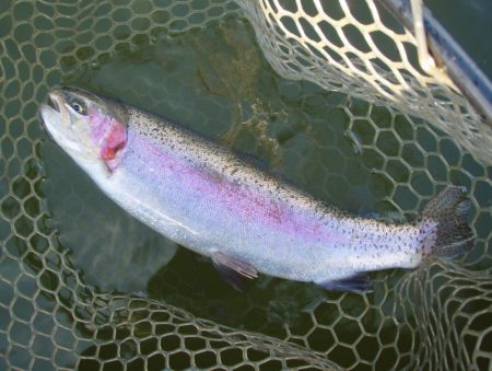 大安トラウトレイク 釣果