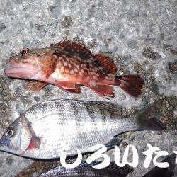 ２０１８年、初釣りは、かわいいアイツがやってきた・・・。