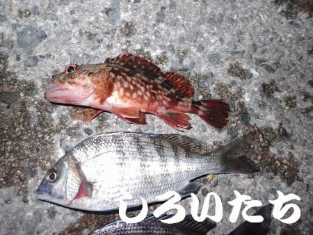 ２０１８年、初釣りは、かわいいアイツがやってきた・・・。