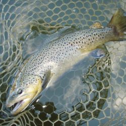 岡崎トラウトポンド釣果