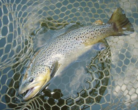 岡崎トラウトポンド釣果